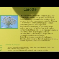 Carotte, Daucus carota, huile essentielle (txt)